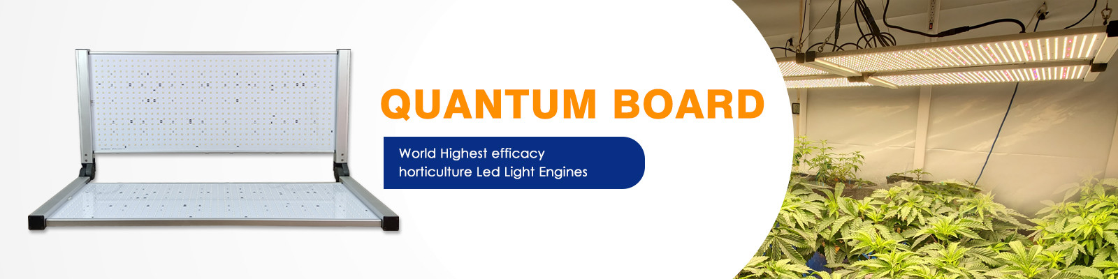 Quantum板LEDはライトを育てる