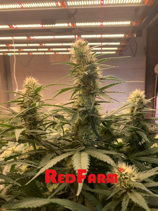 900W 1000W紫外線IR LEDはAeroponicsの耕作のための軽いIP65を育てる 5